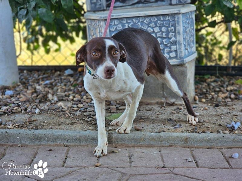 Jonna hat ein freundliches., verschmustes Wesen