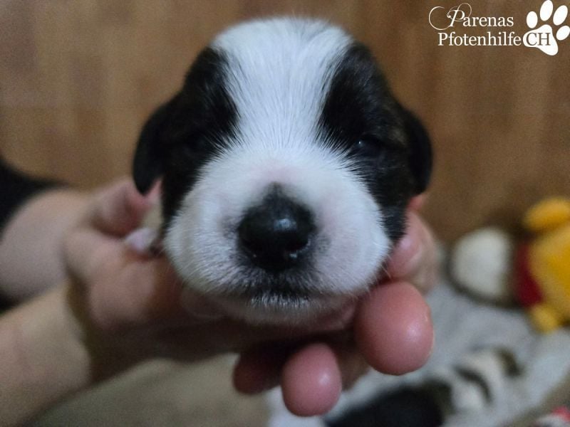 Luna ist ein fröhliches Mischlingsmädchen