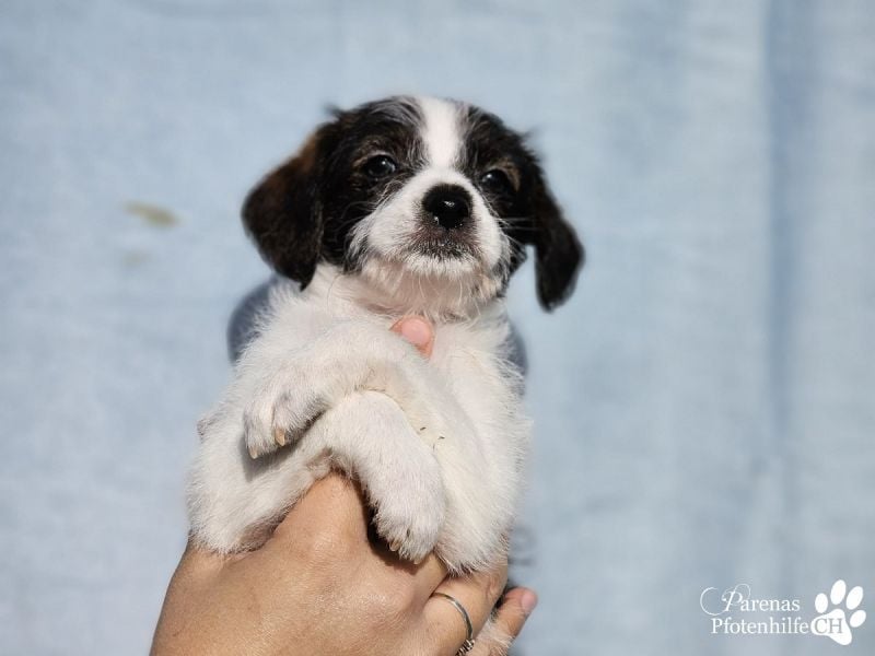 Luna ist ein fröhliches Mischlingsmädchen