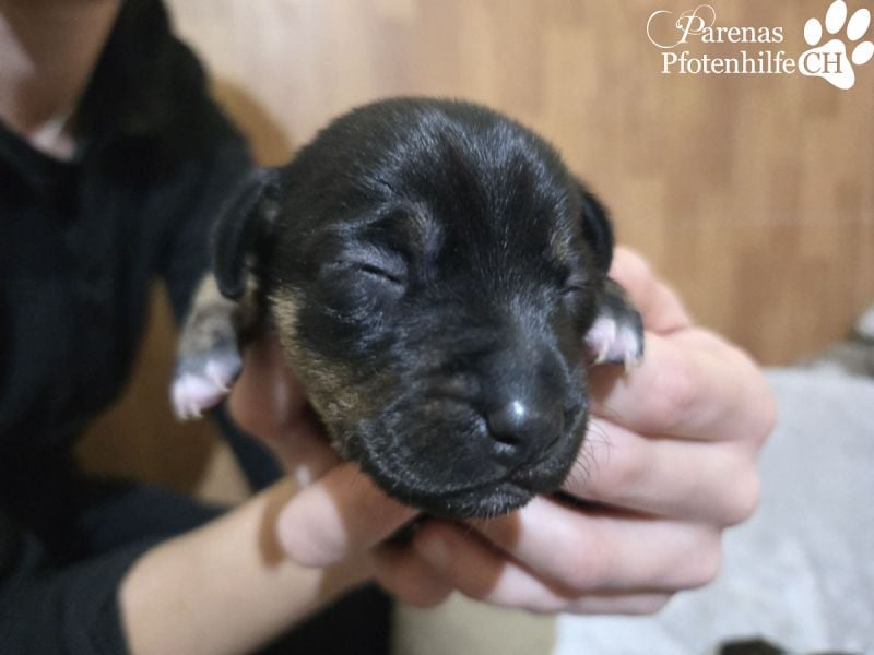 Lisandro, kleiner Mischlingswelpe mit großem Herzen