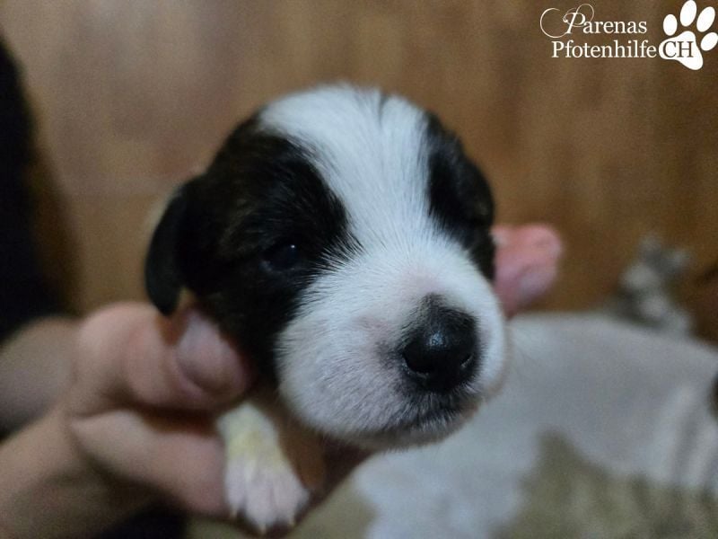 Luna ist ein fröhliches Mischlingsmädchen