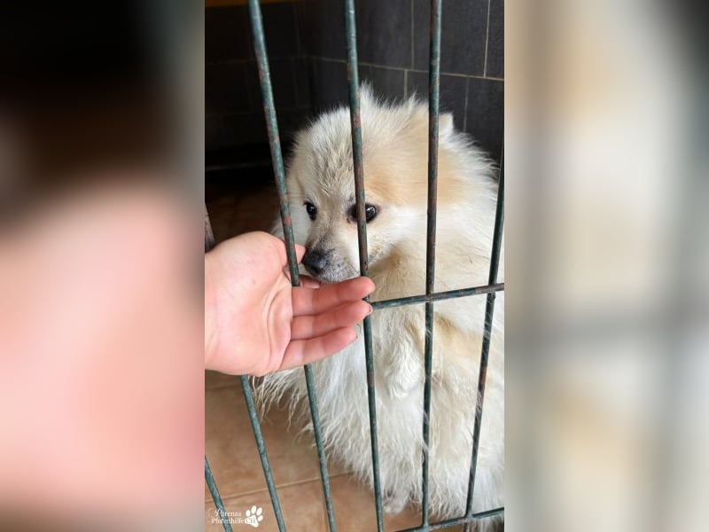 Vaniel ist ein kleiner Spitz(Mix), intelligent, neugierig, sehr anhänglich