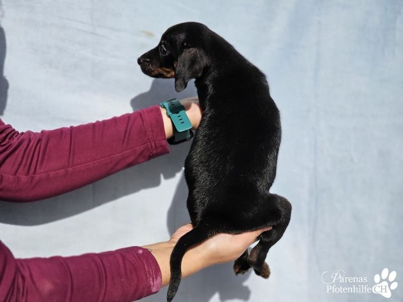 Lisandro, kleiner Mischlingswelpe mit großem Herzen