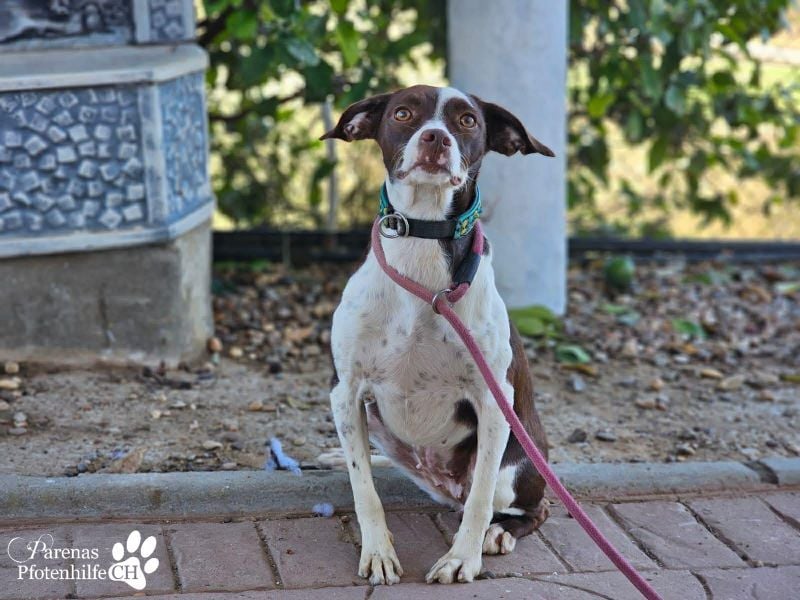 Jonna hat ein freundliches., verschmustes Wesen
