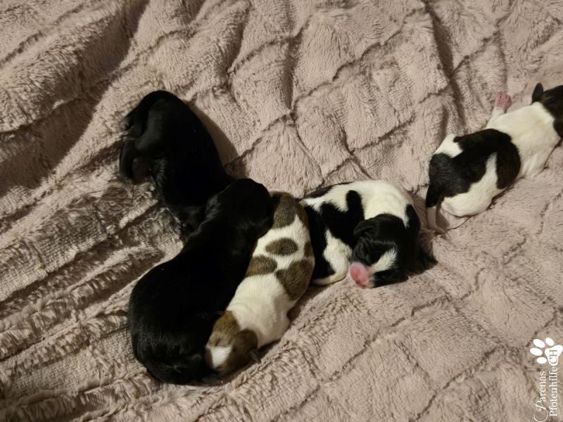 Lisandro, kleiner Mischlingswelpe mit großem Herzen