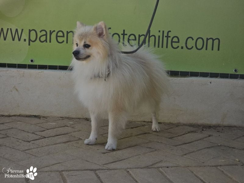 Vaniel ist ein kleiner Spitz(Mix), intelligent, neugierig, sehr anhänglich