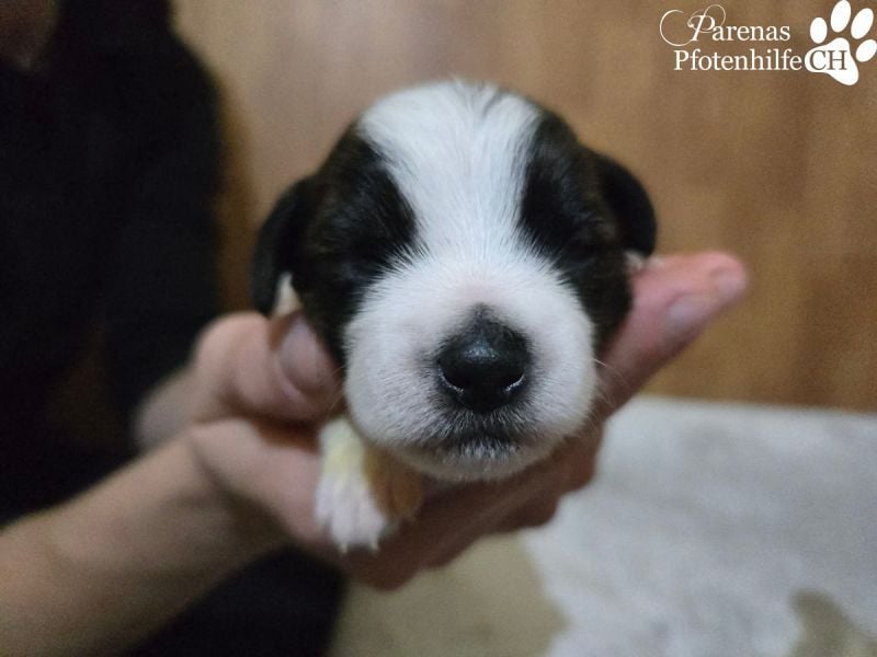 Luna ist ein fröhliches Mischlingsmädchen