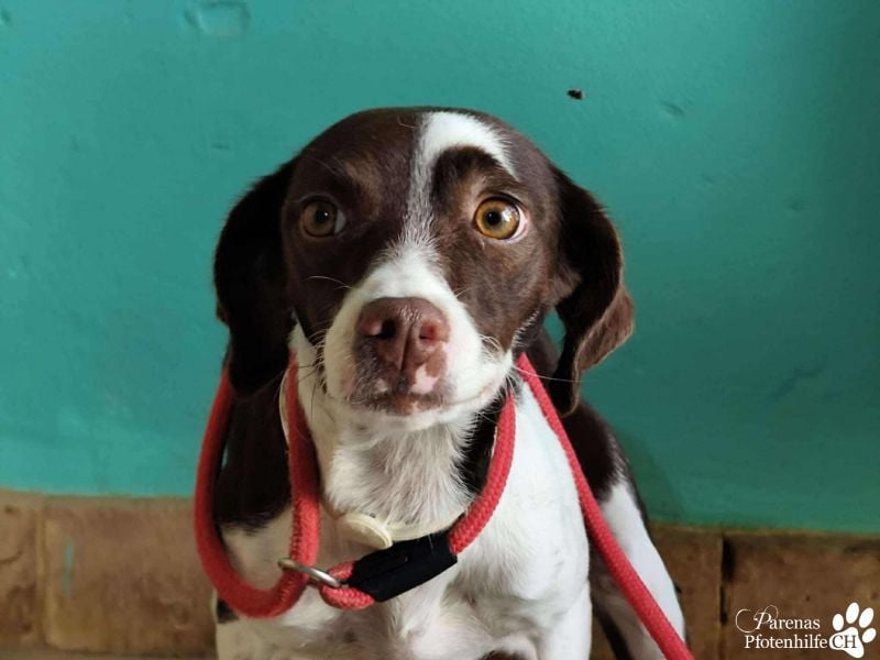 Jonna hat ein freundliches., verschmustes Wesen