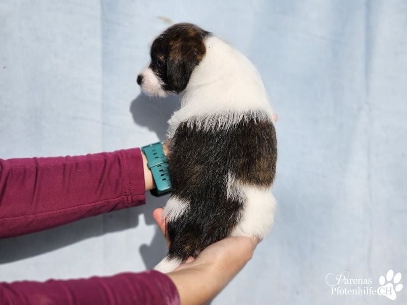 Luna ist ein fröhliches Mischlingsmädchen