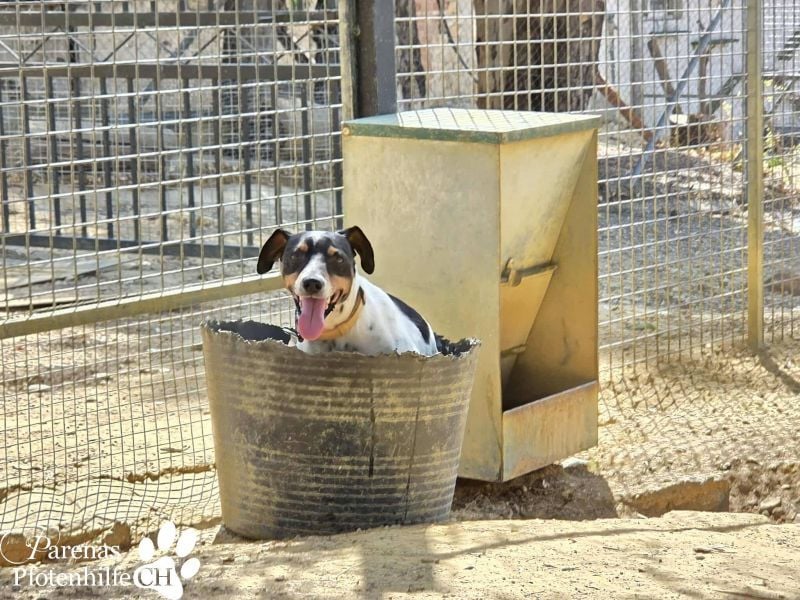 Trevor ist sehr menschenbezogen