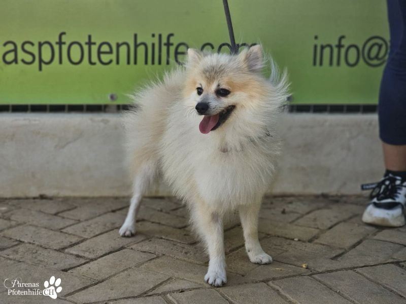 Vaniel ist ein kleiner Spitz(Mix), intelligent, neugierig, sehr anhänglich