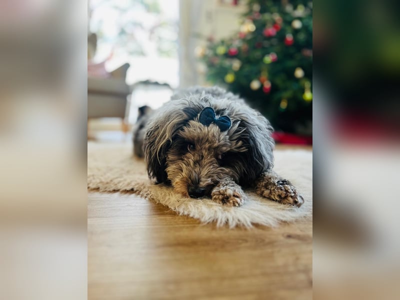 Süßer Jonny sucht seine Menschen