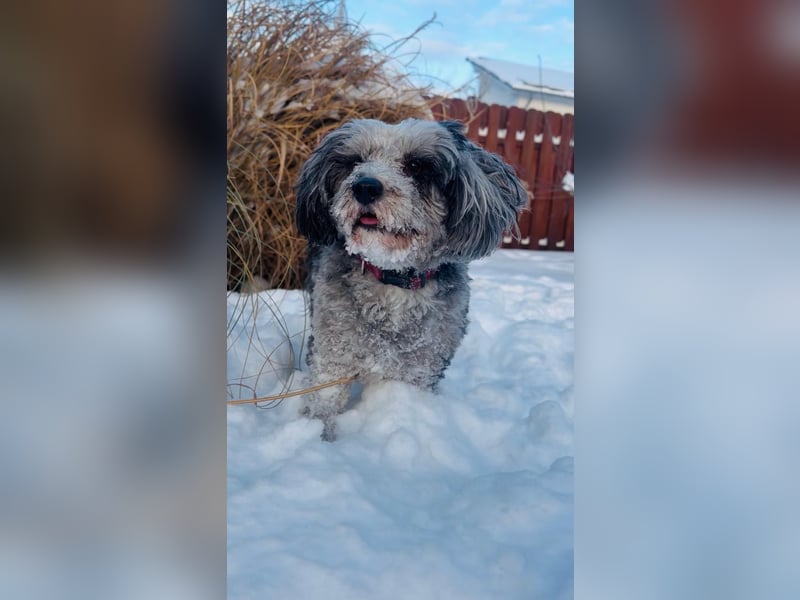 Süßer Jonny sucht seine Menschen