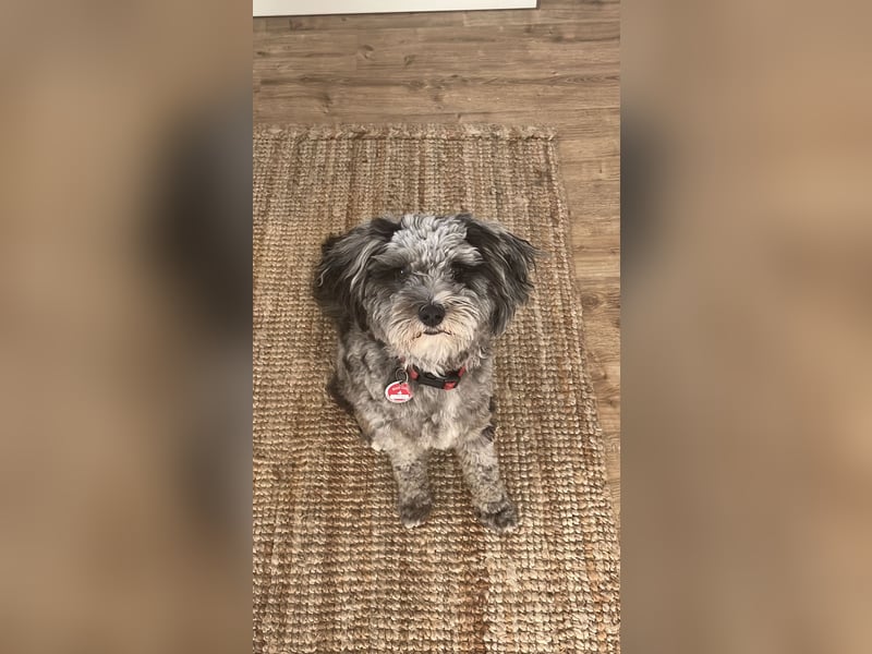 Süßer Jonny sucht seine Menschen