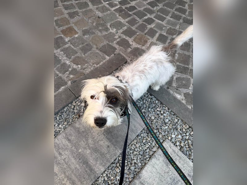 Goldige Waffle sucht liebe Familie