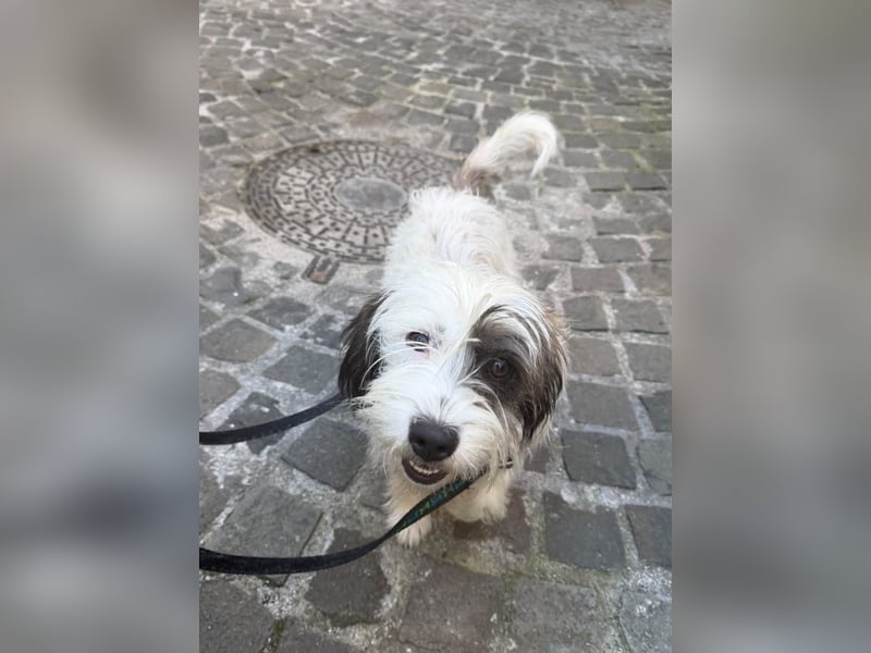 Goldige Waffle sucht liebe Familie