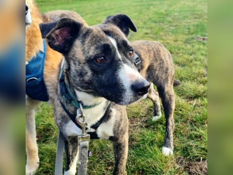 Niky ruhiger Leinenläufer wartet auf seine Menschen