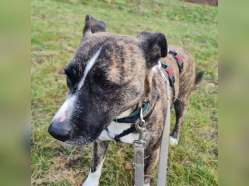 Niky ruhiger Leinenläufer wartet auf seine Menschen