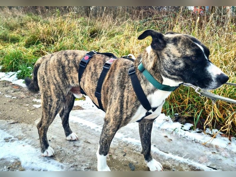 NIKY - liebenswerter, wunderschöner Rüde sucht seine Menschen