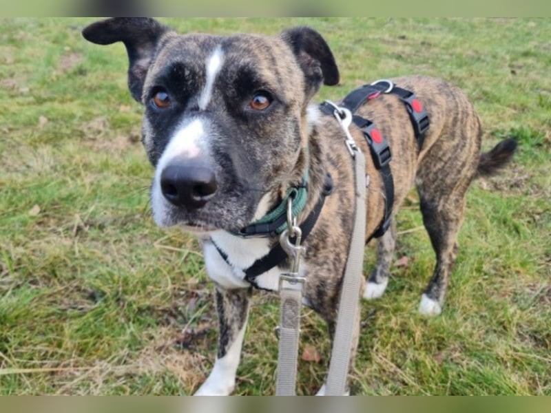 NIKY - liebenswerter, wunderschöner Rüde sucht seine Menschen