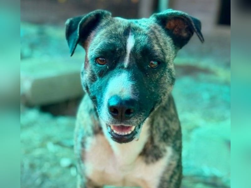 Wunderschöner Niky sucht liebevolles Zuhause