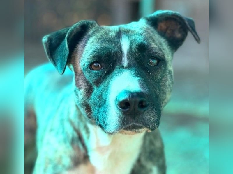 Wunderschöner Niky sucht liebevolles Zuhause