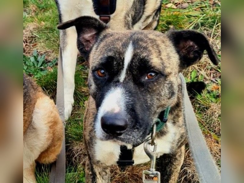Niky ruhiger Leinenläufer wartet auf seine Menschen