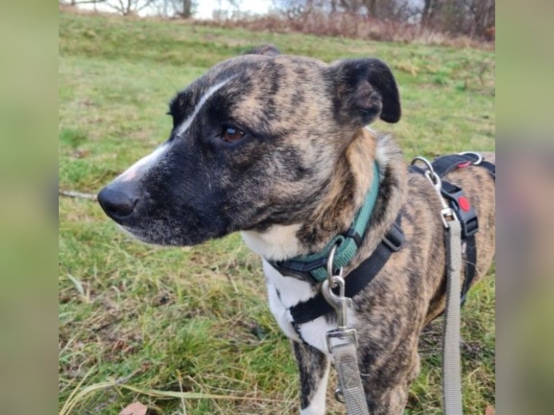 Niky ruhiger Leinenläufer wartet auf seine Menschen