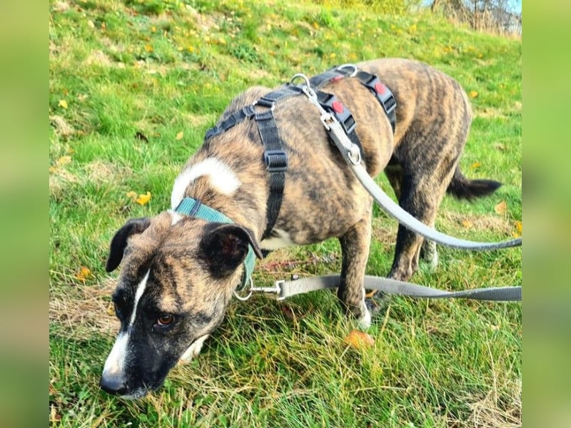Niky ruhiger Leinenläufer wartet auf seine Menschen