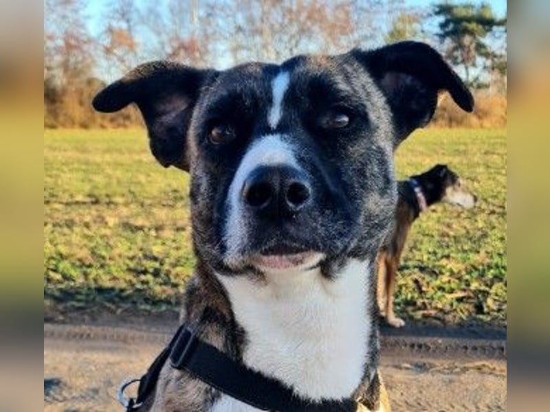 NIKY - liebenswerter, wunderschöner Rüde sucht seine Menschen