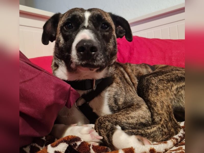 Niky ruhiger Leinenläufer wartet auf seine Menschen