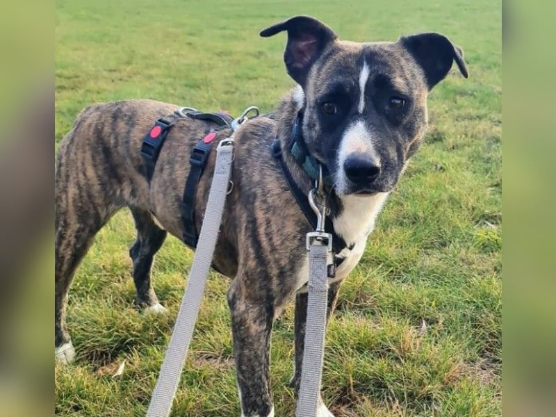 Niky ruhiger Leinenläufer wartet auf seine Menschen