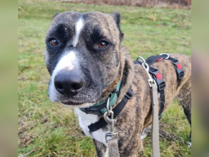 Niky ruhiger Leinenläufer wartet auf seine Menschen
