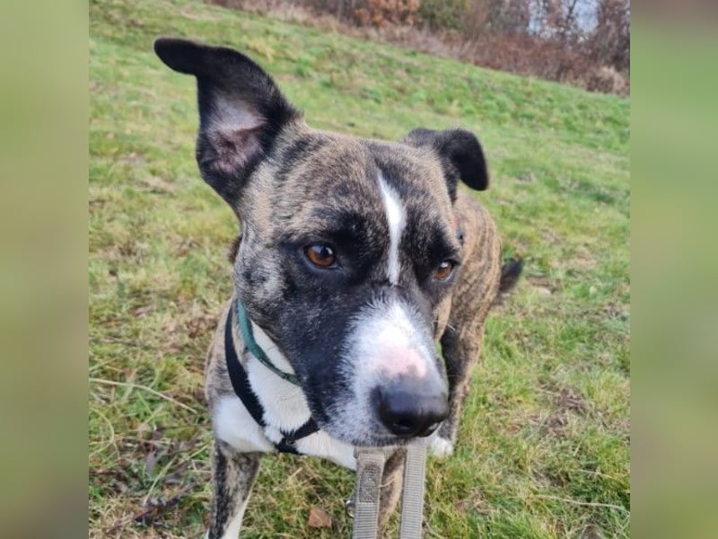 Niky ruhiger Leinenläufer wartet auf seine Menschen