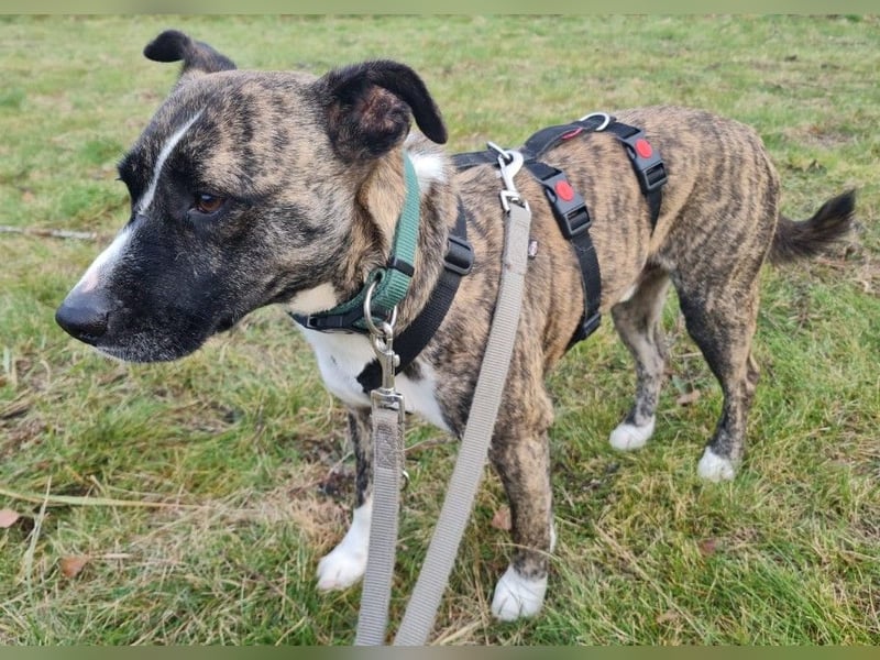 Niky ruhiger Leinenläufer wartet auf seine Menschen