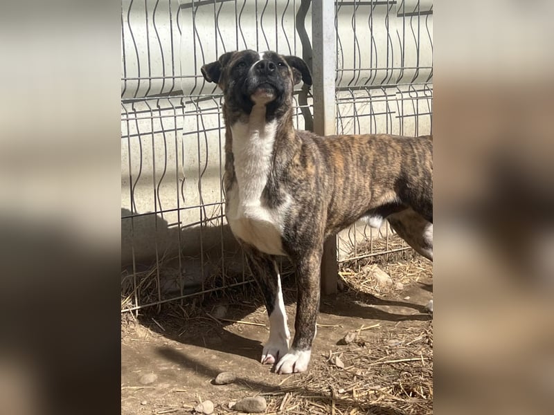 NIKY - liebenswerter, wunderschöner Rüde sucht seine Menschen