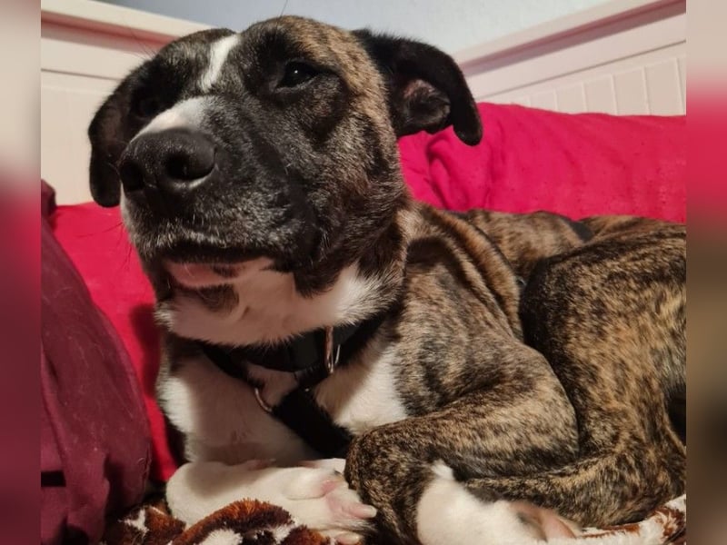 Niky ruhiger Leinenläufer wartet auf seine Menschen