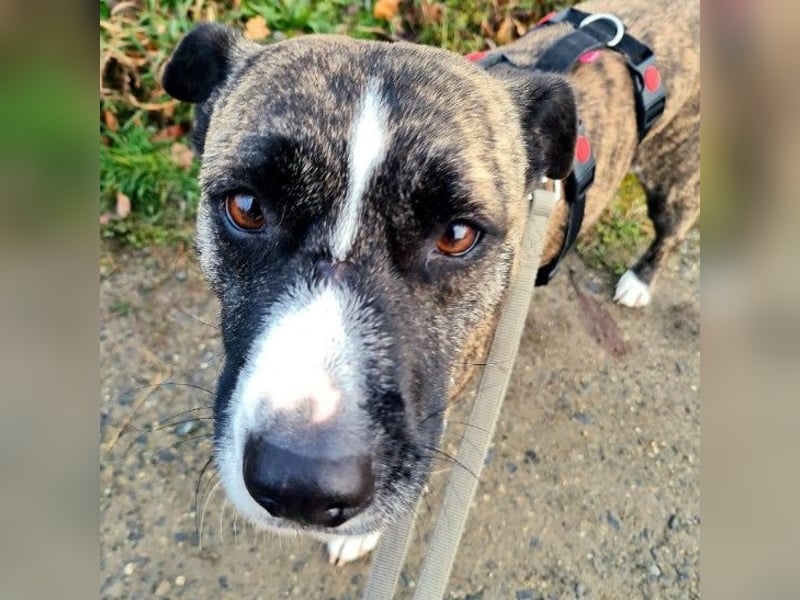 Niky ruhiger Leinenläufer wartet auf seine Menschen