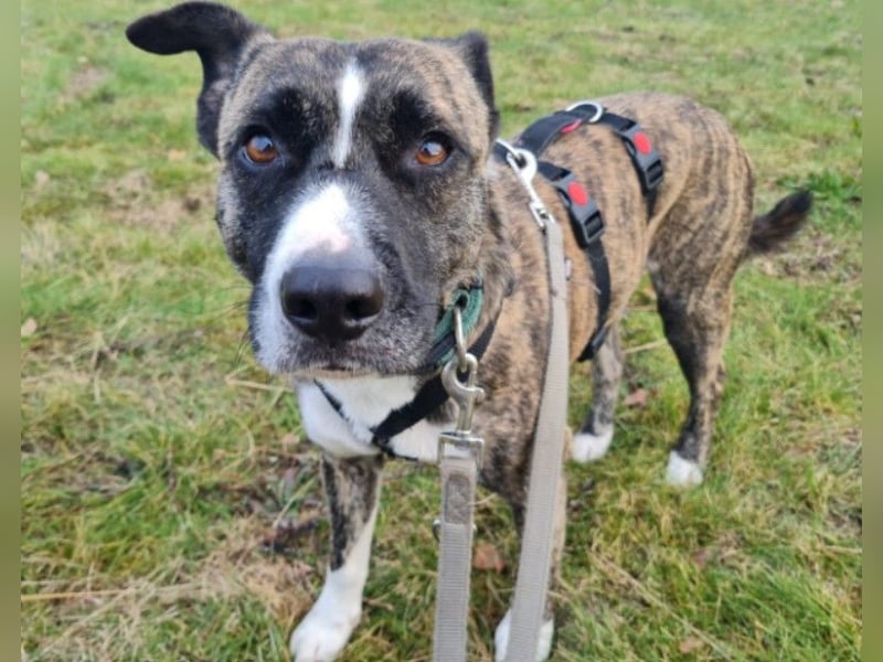 Niky ruhiger Leinenläufer wartet auf seine Menschen