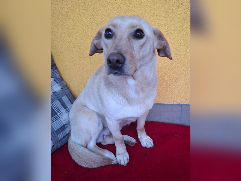 Latte, Mischling, Hündin, geb. am 15.01.2023, 32 cm, 12 kg