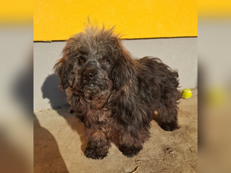 Gizmo, Mischling, Rüde, geb. am 28.07.2011, 28 cm, 8 kg, - Notfall-