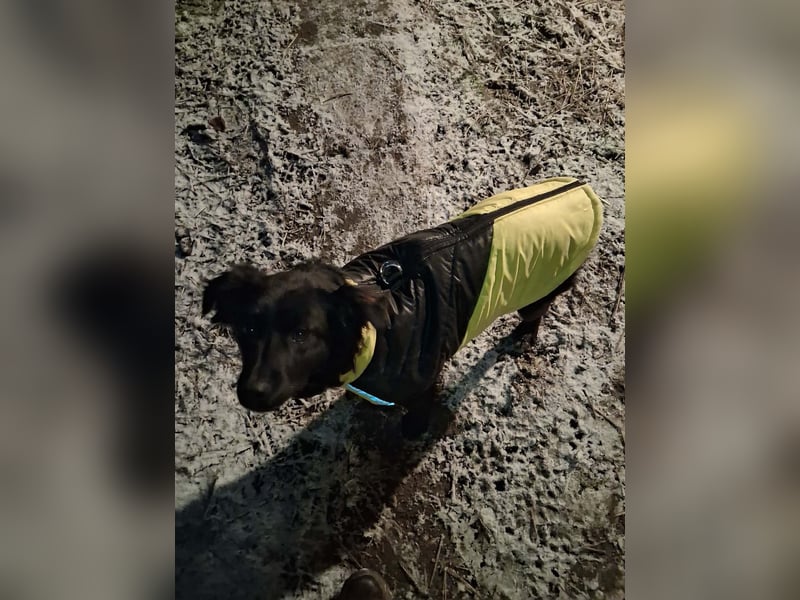Bodza, Mischling, Hündin, 2 Jahre, 40 cm, 15 kg