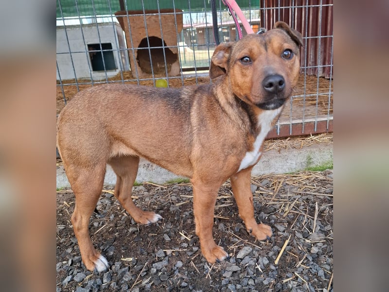 Nyar, Mischling, Hündin, geb. am 29.02.2024, 38 cm, 12 kg