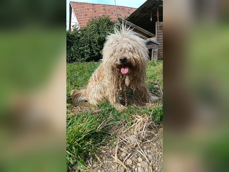 Fluffy, Wuschel-Mix, Rüde, ca. 2 Jahre, ca. 35 cm
