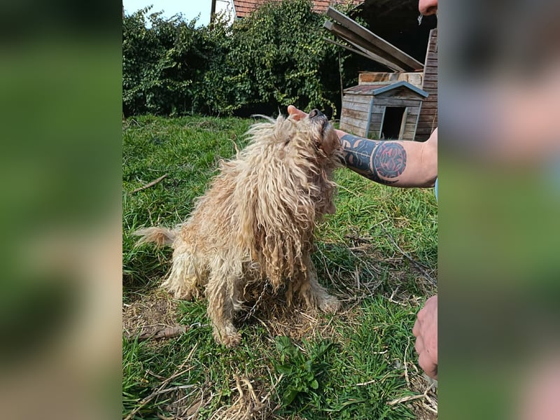 Fluffy, Wuschel-Mix, Rüde, ca. 2 Jahre, ca. 35 cm