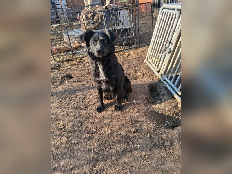 Bodza, Mischling, Hündin, 2 Jahre, 40 cm, 15 kg