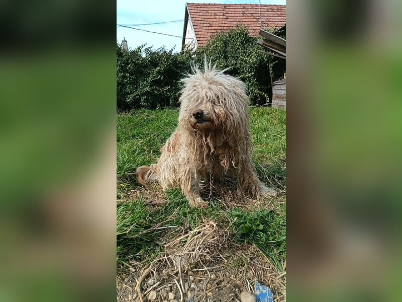 Fluffy, Wuschel-Mix, Rüde, ca. 2 Jahre, ca. 35 cm