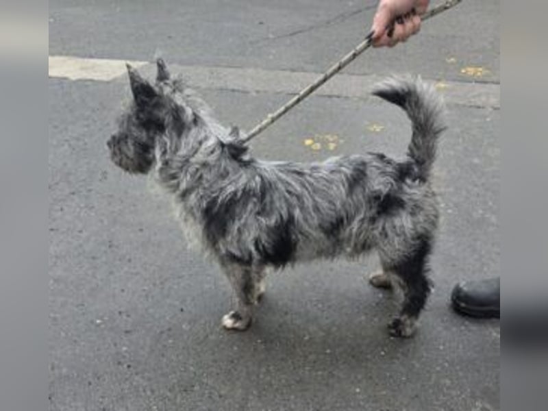 Apollo, Mischling, Rüde, ca. 1 Jahr, ca. 35 cm