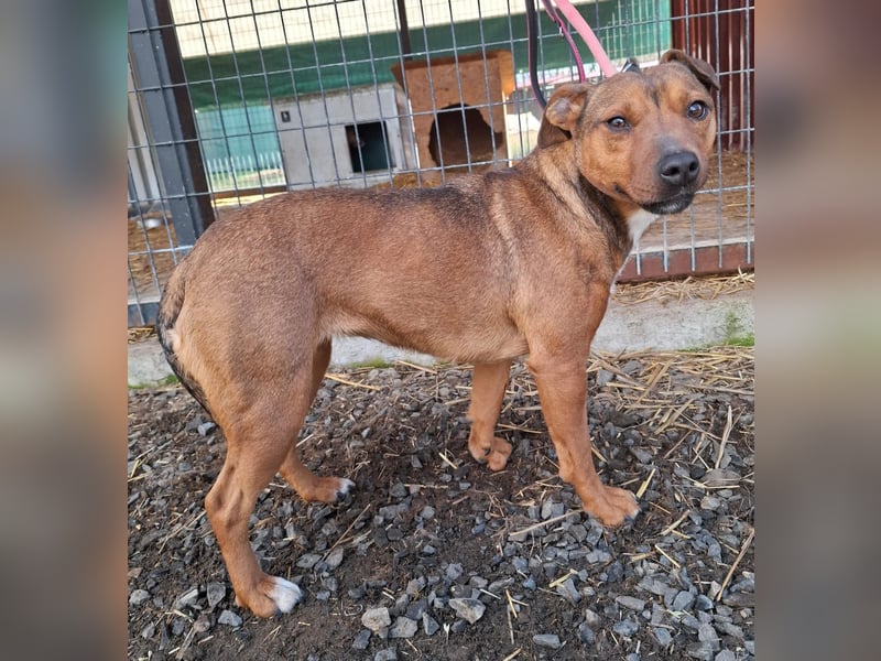 Nyar, Mischling, Hündin, geb. am 29.02.2024, 38 cm, 12 kg