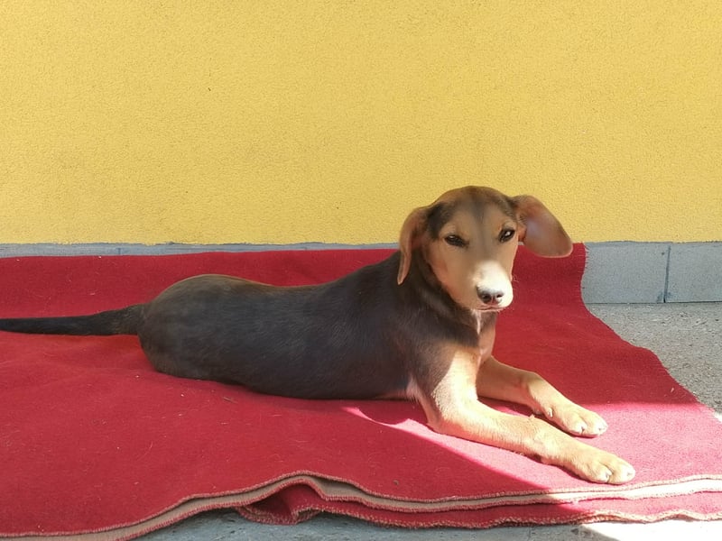 Füge, Mischling, Hündin, ca. 1 Jahr, 35  cm, 8 kg
